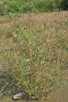 Polygonum lapathifolium, Renouée à feuilles de patience