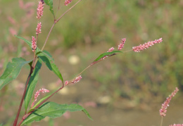 Polygonum lapathifolium, Renouée à feuilles de patience