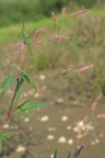 Polygonum lapathifolium, Renouée à feuilles de patience