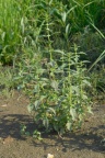 Lycopus europaeus, Lycope d'Europe