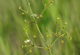 Alisma plantago-aquatica, Flûteau commun