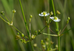 Alisma plantago-aquatica, Flûteau commun