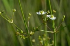 Alisma plantago-aquatica, Flûteau commun