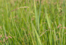 Echinochloa crus-galli, Echinochloa pied de coq