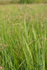 Echinochloa crus-galli, Echinochloa pied de coq