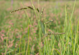 Echinochloa crus-galli, Echinochloa pied de coq