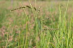 Echinochloa crus-galli, Echinochloa pied de coq