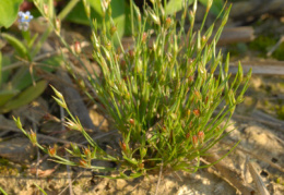 Juncus bufonius, Jonc des crapauds