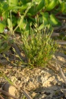 Juncus bufonius, Jonc des crapauds