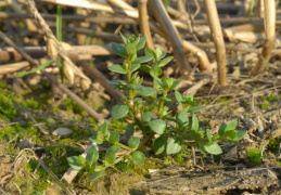 Anagallis minima, Mouron nain