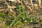 Anagallis minima, Mouron nain