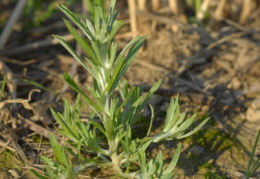 Gnaphalium uliginosum, Gnaphale des marais