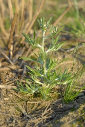 Gnaphalium uliginosum, Gnaphale des marais