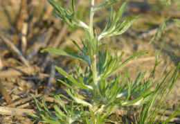 Gnaphalium uliginosum, Gnaphale des marais