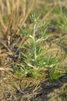 Gnaphalium uliginosum, Gnaphale des marais