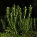 20070822_144340_st_imier.jpg
