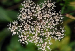 Angelica sylvestris, Angélique sauvage