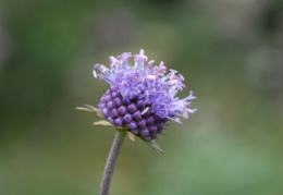 Succisa pratensis, Succise des prés