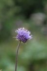Succisa pratensis, Succise des prés