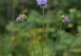 Succisa pratensis, Succise des prés