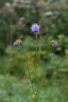 Succisa pratensis, Succise des prés