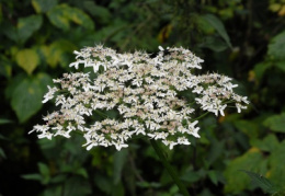 Heracleum sphondylium, Berce des prés