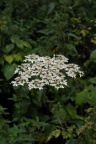 Heracleum sphondylium, Berce des prés