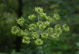 Heracleum sphondylium, Berce des prés