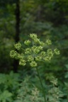 Heracleum sphondylium, Berce des prés