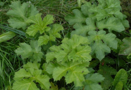 Heracleum sphondylium, Berce des prés