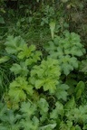 Heracleum sphondylium, Berce des prés