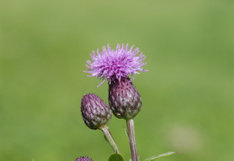 Cirsium arvense, Cirse des champs