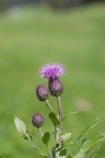 Cirsium arvense, Cirse des champs