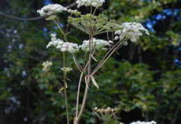 Angelica sylvestris, Angélique sauvage