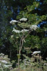 Angelica sylvestris, Angélique sauvage