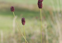 Sanguisorba officinalis, Pimprenelle officinale