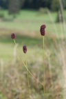 Sanguisorba officinalis, Pimprenelle officinale