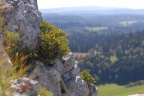 Daphne alpina, Daphné des Alpes