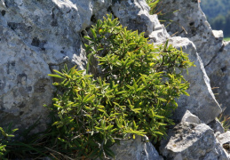 Daphne alpina, Daphné des Alpes