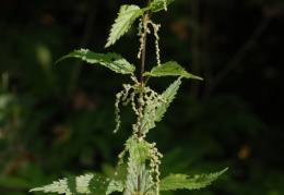 Urtica dioica, Ortie dioïque