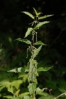 Urtica dioica, Ortie dioïque