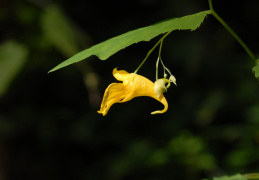 Impatiens noli-tangere, Impatiente ne-me-touchez-pas