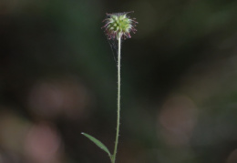 Geum urbanum, Benoîte commune