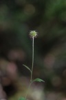 Geum urbanum, Benoîte commune