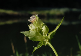 Cirsium oleraceum, Cirse maraîcher