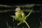 Cirsium oleraceum, Cirse maraîcher