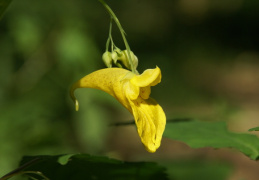 Impatiens noli-tangere, Impatiente ne-me-touchez-pas