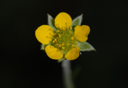 Geum urbanum, Benoîte commune