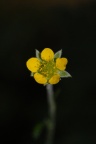 Geum urbanum, Benoîte commune