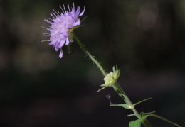 Knautia dipsacifolia, Knautie à feuilles de cardère